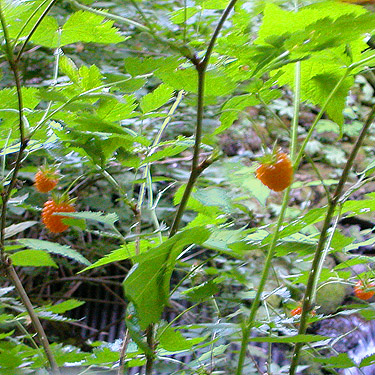 ripe salmonberries Rubus spectabilis, East Creek area, central Lewis County, Washington