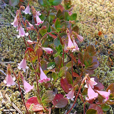 twinflower Linnaea borealis, East Creek area, central Lewis County, Washington