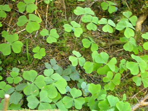 stand of Oxalis oregana in riparian understory, East Creek area, central Lewis County, Washington