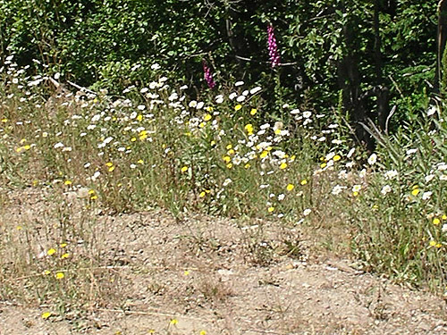 roadside verge habitat, East Creek area, central Lewis County, Washington