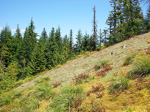 steep first bald, East Creek area, central Lewis County, Washington