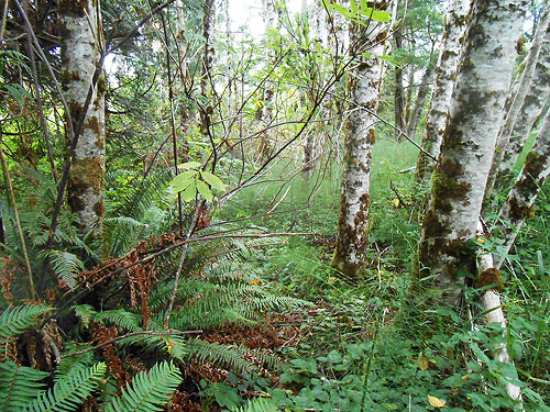 alder forest, first August site on East Fork Hoquiam River, Grays Harbor County, Washington