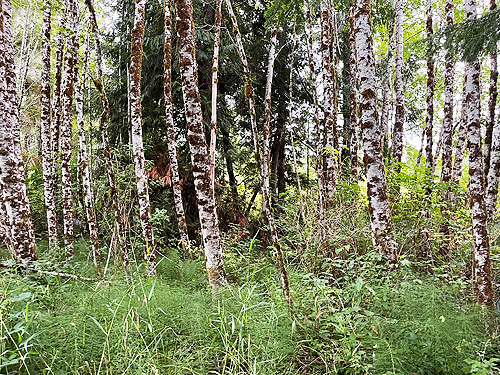 alder forest, first August site on East Fork Hoquiam River, Grays Harbor County, Washington