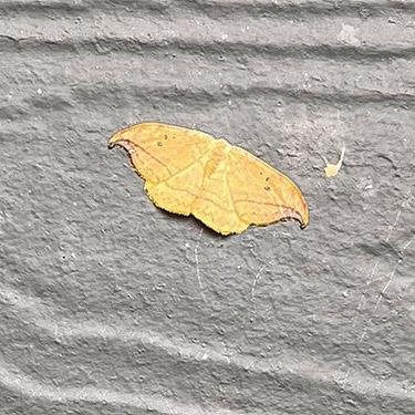 moth Drepana arcuata on garage, first August site on East Fork Hoquiam River, Grays Harbor County, Washington