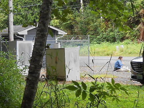 Kathy Whaley sorting sweep sample, first August site on East Fork Hoquiam River, Grays Harbor County, Washington