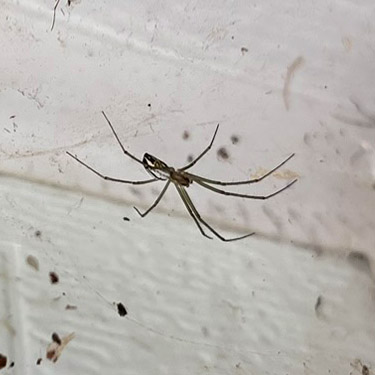 spider Neriene litigiosa under garage eaves, first August site on East Fork Hoquiam River, Grays Harbor County, Washington