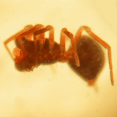 unnamed Savignya spider from alder litter, first August site on East Fork Hoquiam River, Grays Harbor County, Washington