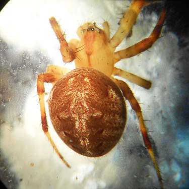 Neoscona arabesca from web, second August East Fork Hoquiam River spider site, Grays Harbor County, Washington