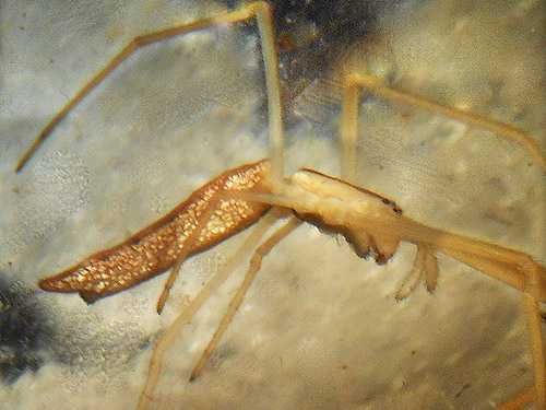 spider Tetragnatha caudata swept along river, second August East Fork Hoquiam River spider site, Grays Harbor County, Washington