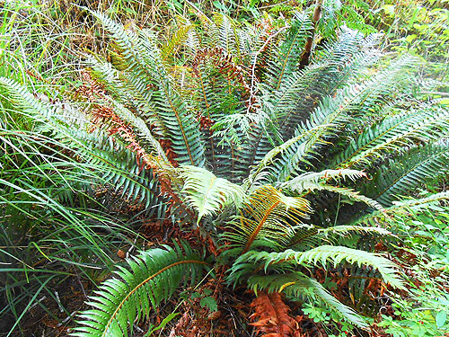 sword fern understory, second August East Fork Hoquiam River spider site, Grays Harbor County, Washington