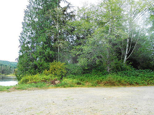 forest beside boat launch, second August East Fork Hoquiam River spider site, Grays Harbor County, Washington