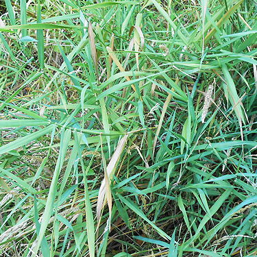 sweepable grass, second August East Fork Hoquiam River spider site, Grays Harbor County, Washington