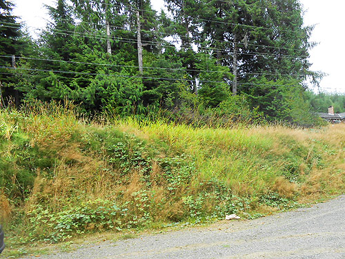 grassy bank above parking lot, second August East Fork Hoquiam River spider site, Grays Harbor County, Washington