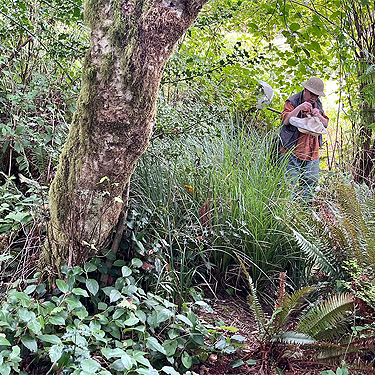 interior of forest, second August East Fork Hoquiam River spider site, Grays Harbor County, Washington
