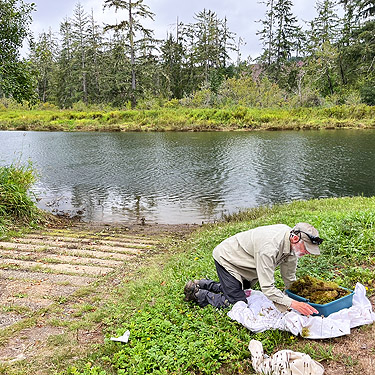 Jerry Austin sifts moss, second August East Fork Hoquiam River spider site, Grays Harbor County, Washington
