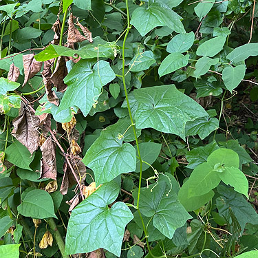 manroot Marah oregana, second August East Fork Hoquiam River spider site, Grays Harbor County, Washington