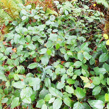 salal understory, second August East Fork Hoquiam River spider site, Grays Harbor County, Washington