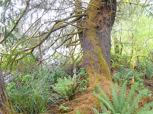 spruce trunk, second August East Fork Hoquiam River spider site, Grays Harbor County, Washington