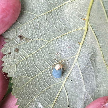 leaf nest unrolled to show Enoplognatha ovata and egg sac, second August East Fork Hoquiam River spider site, Grays Harbor County, Washington