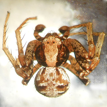 Xysticus pretiosus from second August East Fork Hoquiam River spider site, Grays Harbor County, Washington