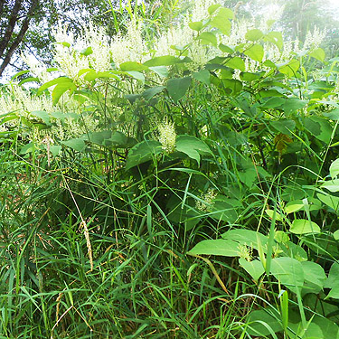 giant knotweed, third August East Fork Hoquiam River spider site, Grays Harbor County, Washington
