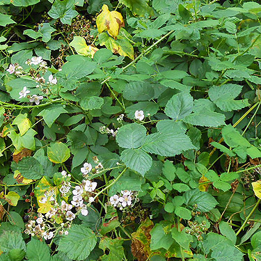 himalayan blackberry, third August East Fork Hoquiam River spider site, Grays Harbor County, Washington