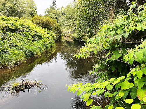 jungly growth along river