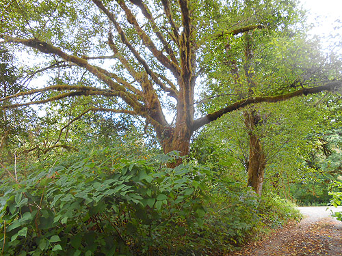 maples in floodplain, third August East Fork Hoquiam River spider site, Grays Harbor County, Washington