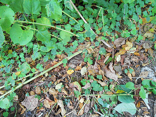 Polygonum-containing leaf litter, third August East Fork Hoquiam River spider site, Grays Harbor County, Washington