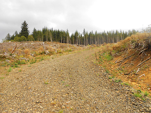clearcut south of third August East Fork Hoquiam River spider site, Grays Harbor County, Washington
