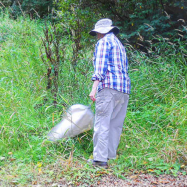 Laurel Ramseyer sweeping grass, third August East Fork Hoquiam River spider site, Grays Harbor County, Washington