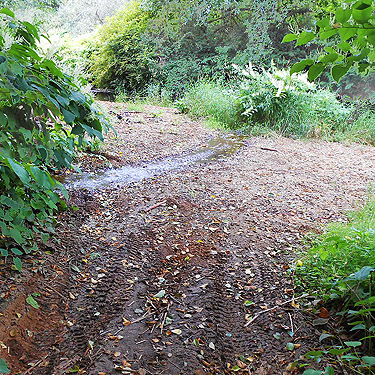 tiny tributary at third August East Fork Hoquiam River spider site, Grays Harbor County, Washington