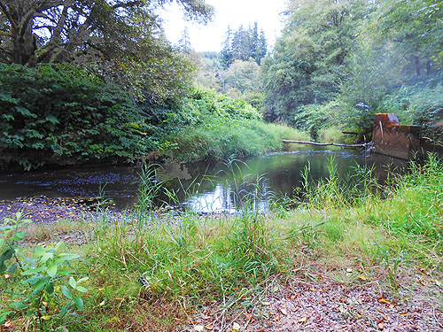 third August East Fork Hoquiam River spider site, Grays Harbor County, Washington