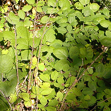 dense growth of invasive blackberry, north of Egg and I Road, Jefferson County, Washington