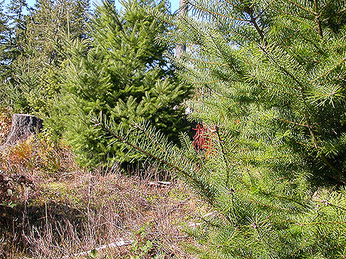 young Douglas-fir trees, north of Egg and I Road, Jefferson County, Washington