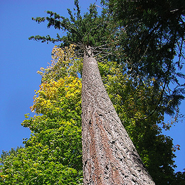 tall mature Douglas-fir, north of Egg and I Road, Jefferson County, Washington