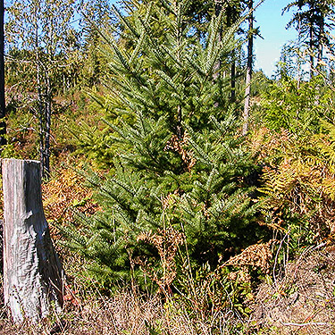 young Douglas-fir in clearcut, north of Egg and I Road, Jefferson County, Washington
