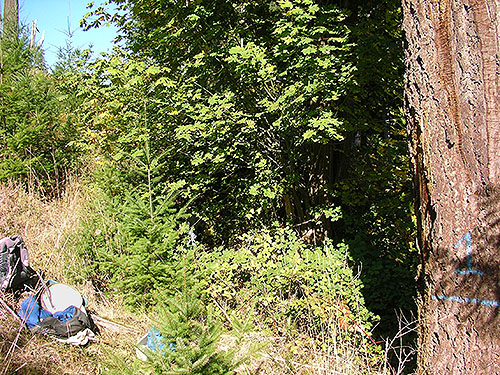 edge of dense vegetation in ravine, north of Egg and I Road, Jefferson County, Washington