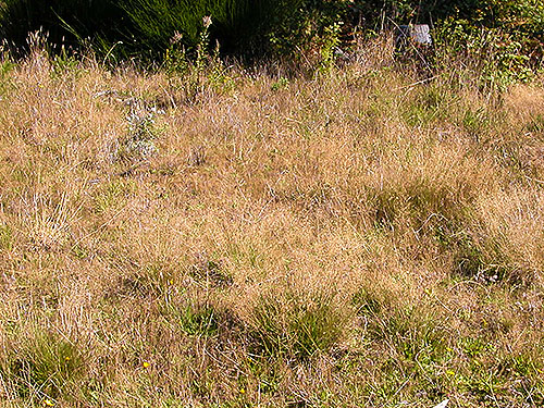 grass habitat in clearcut, north of Egg and I Road, Jefferson County, Washington