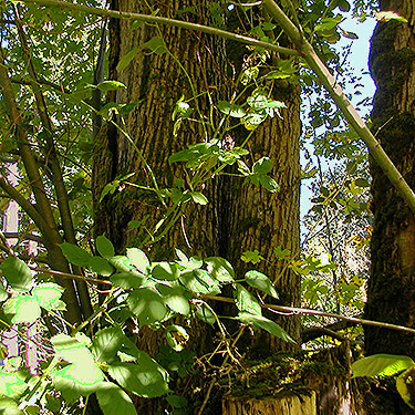 maple trunk in ravine, north of Egg and I Road, Jefferson County, Washington