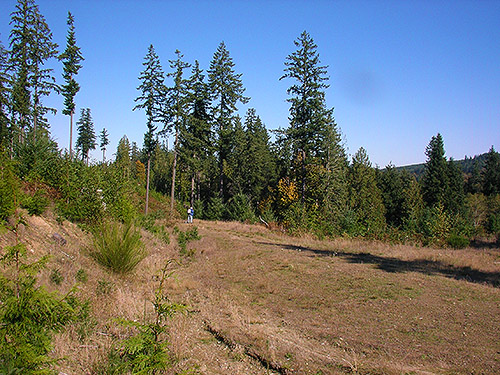 grassy field flora in logging road, north of Egg and I Road, Jefferson County, Washington