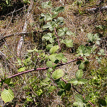 invasive Rubus armeniacus, north of Egg and I Road, Jefferson County, Washington