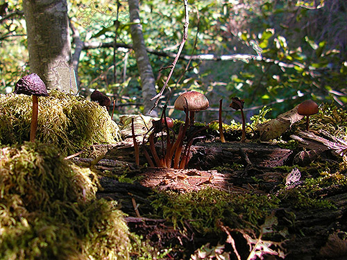 fungi on a log, north of Egg and I Road, Jefferson County, Washington