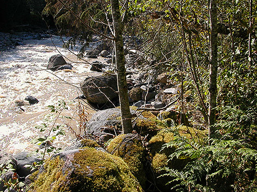 banks of the Middle Fork, Elbow Lake Trailhead area, Middle Fork Nooksack River, Whatcom County, Washington