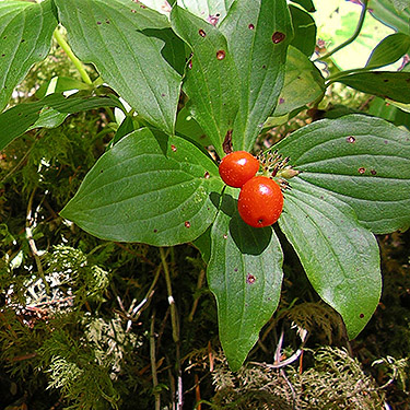 Cornus canadensis in fruit, Elbow Lake trailhead on Middle Fork Nooksack River, Whatcom County, Washington