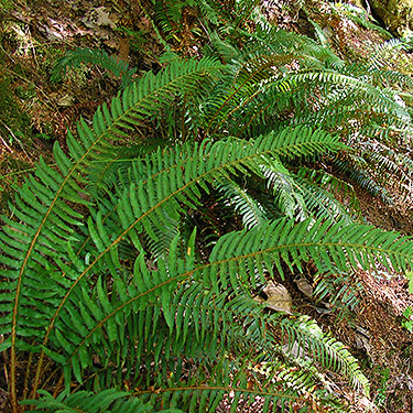 fern beside trail, Elbow Lake trailhead on Middle Fork Nooksack River, Whatcom County, Washington