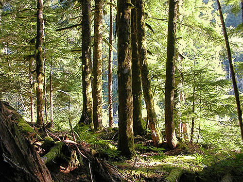 mature forest overlooking river, Elbow Lake Trailhead area, Middle Fork Nooksack River, Whatcom County, Washington