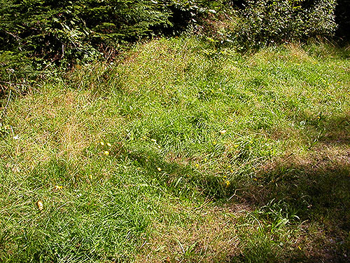 grass around parking area, Elbow Lake trailhead on Middle Fork Nooksack River, Whatcom County, Washington