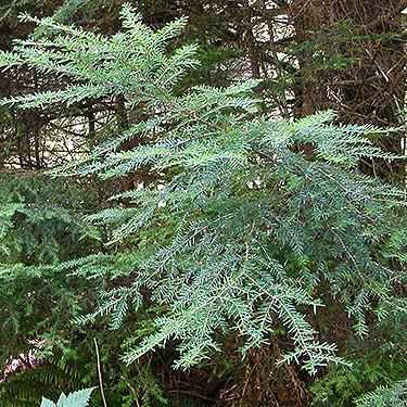 western hemlock Tsuga heterophylla foliage, Elbow Lake Trailhead area, Middle Fork Nooksack River, Whatcom County, Washington