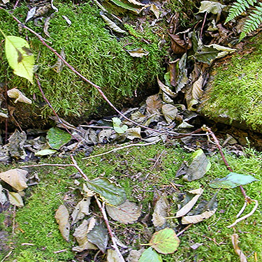 alder leaf litter, Elbow Lake Trailhead area, Middle Fork Nooksack River, Whatcom County, Washington